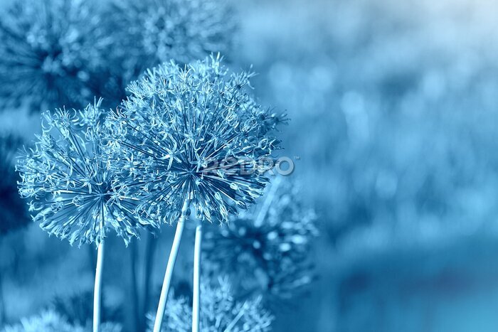 Fotobehang Blauwe knoflookbloemen