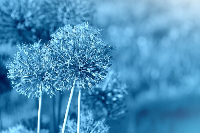 Fotobehang Blauwe knoflookbloemen