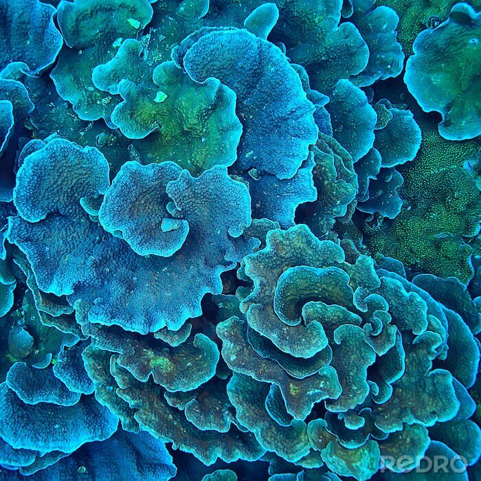 Fotobehang Blauwe koraalrif planten