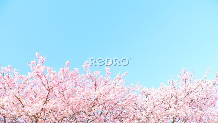 Fotobehang Blauwe lucht en bloeiende bomen