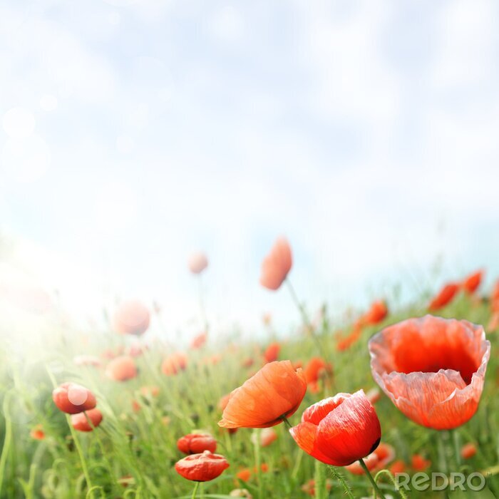 Fotobehang Blauwe lucht en klaprozen
