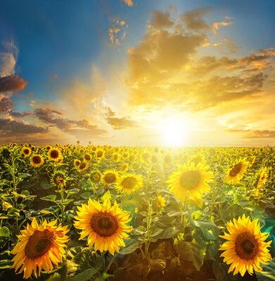 Fotobehang Blauwe lucht en zonnebloemen