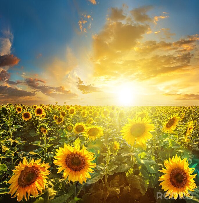 Fotobehang Blauwe lucht en zonnebloemen