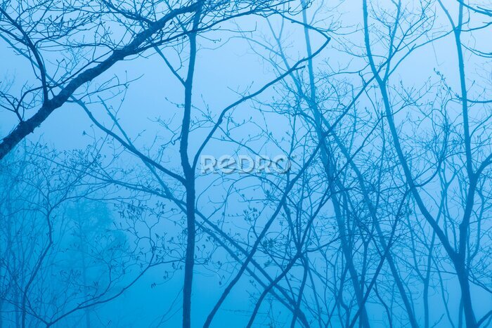 Fotobehang Blauwe lucht tussen boomtakken