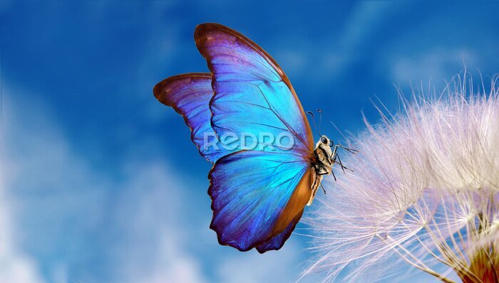 Fotobehang Blauwe morpho vlinder op een paardenbloem