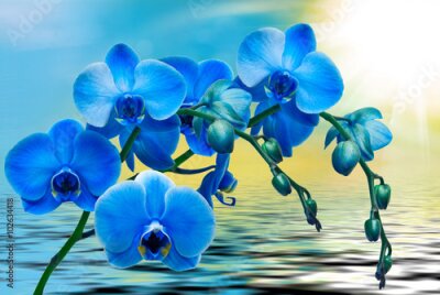 Fotobehang Blauwe orchidee op de waterachtergrond