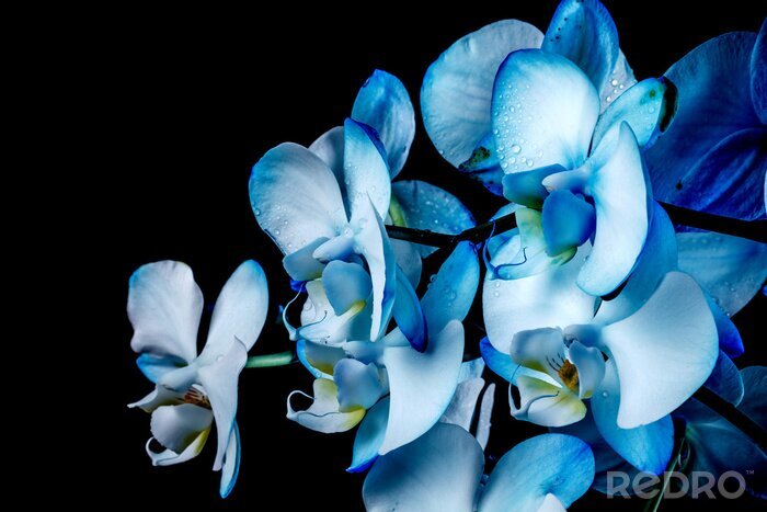 Fotobehang Blauwe orchideeën op zwarte achtergrond