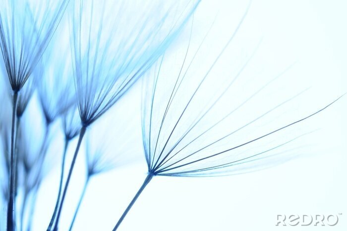 Fotobehang Blauwe paardenbloem zaden