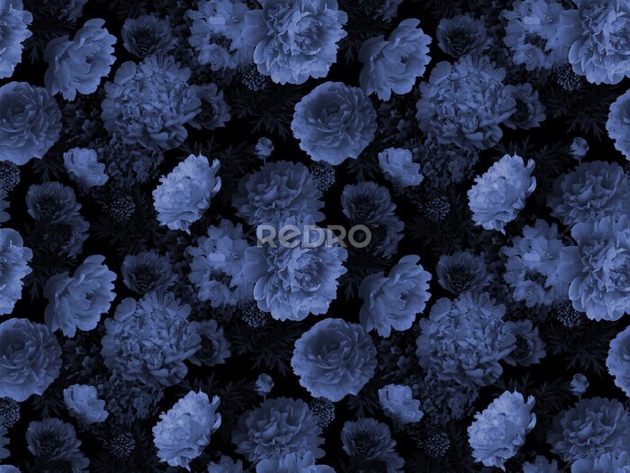 Fotobehang Blauwe pioenroos bloemen op een zwarte achtergrond