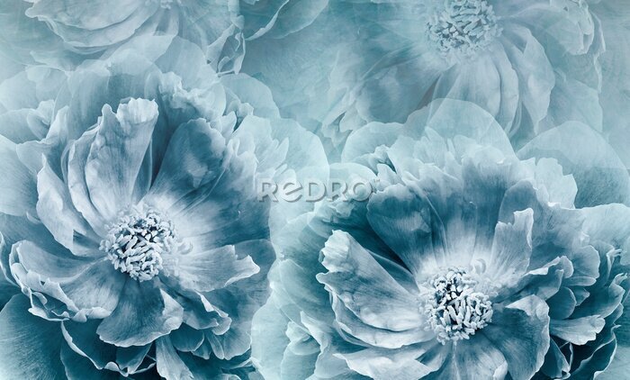 Fotobehang Blauwe pioenrozen bloemen