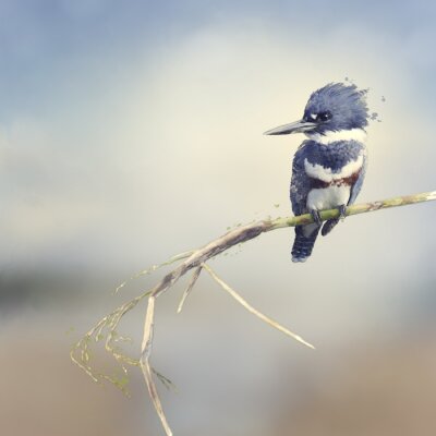 Fotobehang Blauwe pluizige vogel