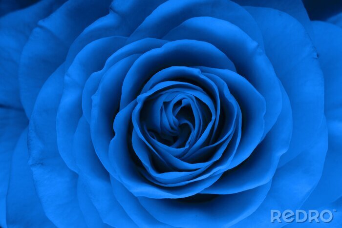 Fotobehang Blauwe roos in een macro versie