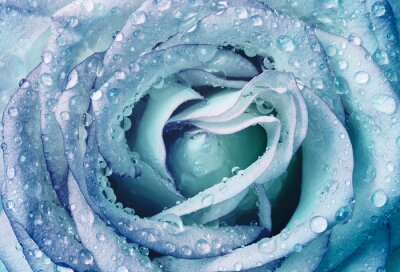 Fotobehang Blauwe roos met druppels