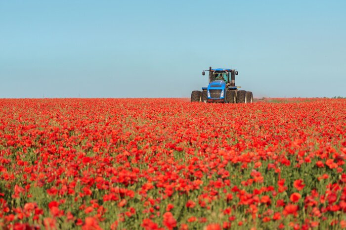 Fotobehang Blauwe tractor op het rode papaversgebied.