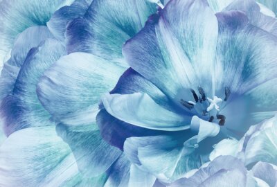 Fotobehang Blauwe tulpen