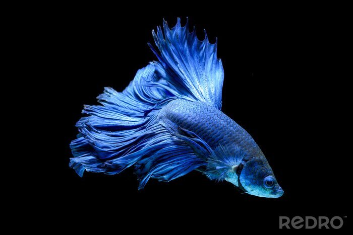 Fotobehang Blauwe vis op een zwarte achtergrond