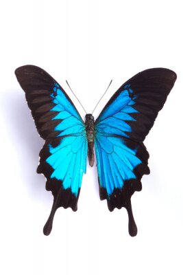 Blauwe vlinder op witte achtergrond