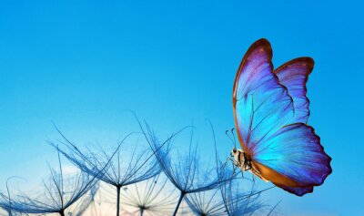 Fotobehang Blauwe vlinder zit op zaadje van een paardenbloem