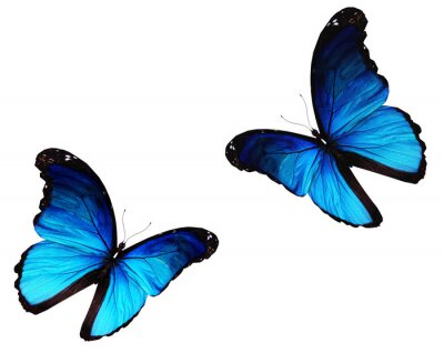 Fotobehang Blauwe vlinders in beweging