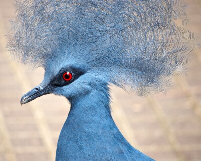 Fotobehang Blauwe vogel met een pluim op zijn kop