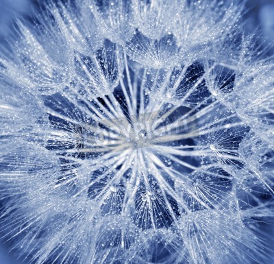 Fotobehang Blauwe zaden van paardenbloem