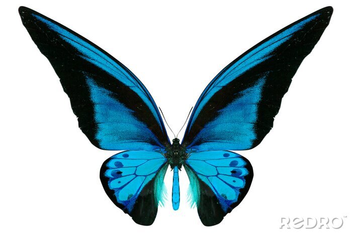 Fotobehang Blauwkleurige vlinder op witte achtergrond