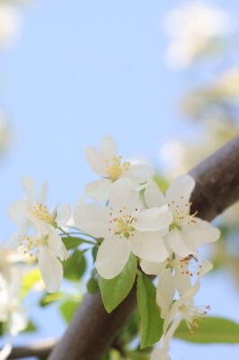 Bloeiende appelboom in het voorjaar