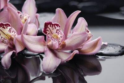 Fotobehang Bloeiende Aziatische orchidee