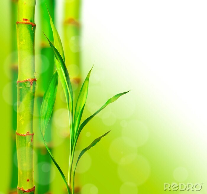 Fotobehang Bloeiende bamboe bladeren