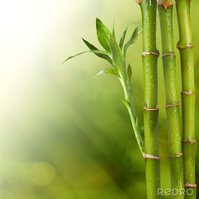 Fotobehang Bloeiende bamboe in waterdruppels