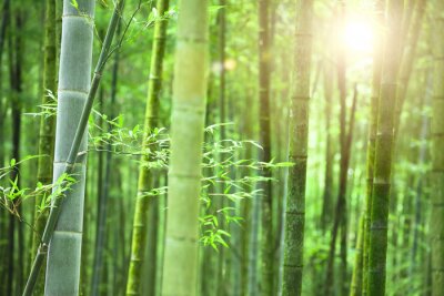 Fotobehang Bloeiende bamboebos