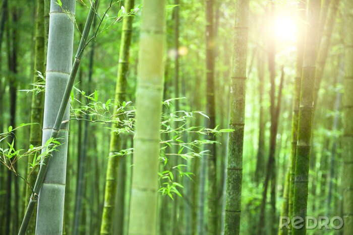Fotobehang Bloeiende bamboebos