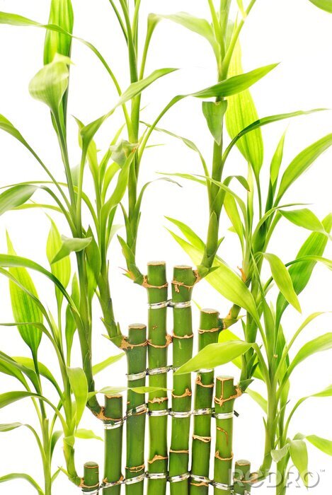 Fotobehang Bloeiende bamboeplanten