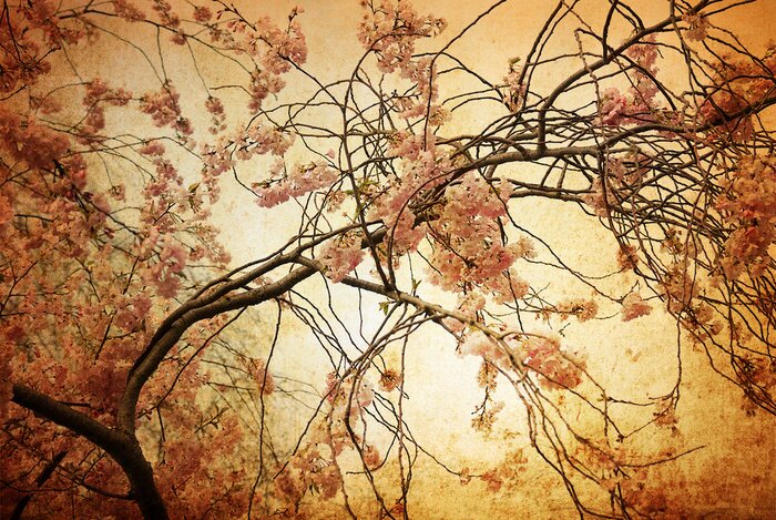 Fotobehang Bloeiende boom in retro fotografie