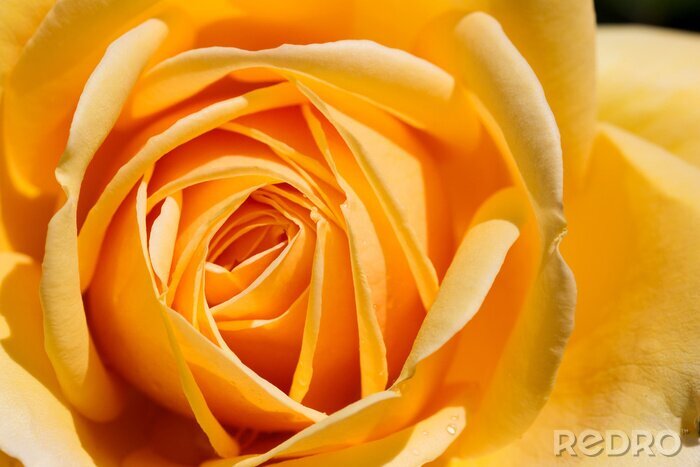 Fotobehang Bloeiende gele roos