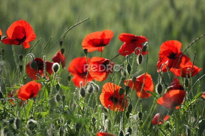 Fotobehang Bloeiende klaprozen in de weide