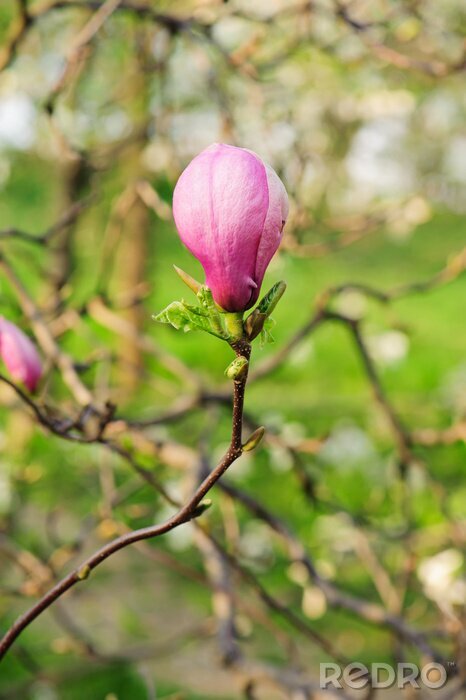 Fotobehang Bloeiende knop van een roze magnolia