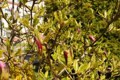 Fotobehang Bloeiende magnolia in de tuin
