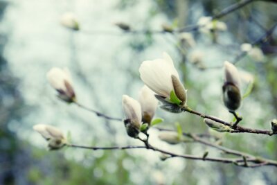 Fotobehang Bloeiende magnolia's