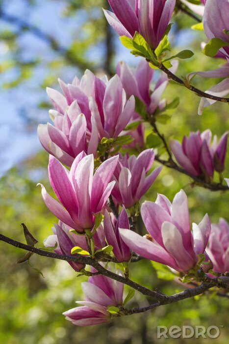 Fotobehang Bloeiende magnolia's aan een boom