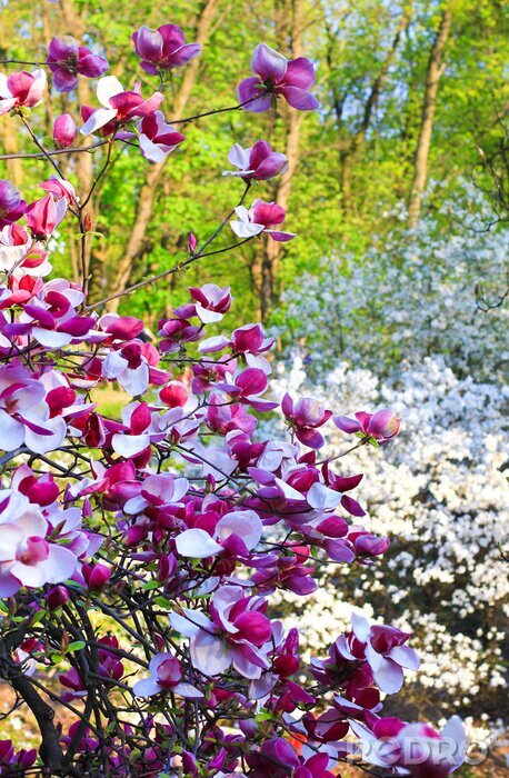 Fotobehang Bloeiende magnolia's in de tuin