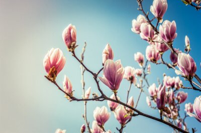 Fotobehang Bloeiende magnolia's tegen een achtergrond van de hemel
