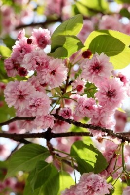 Bloeiende natuur in Tokio