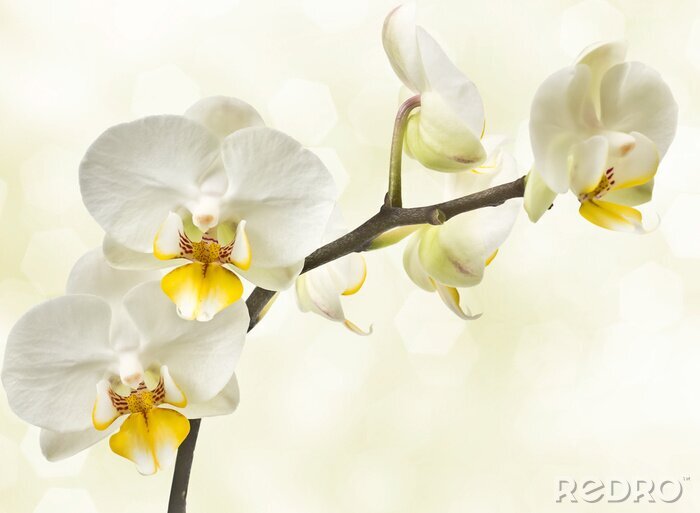 Fotobehang Bloeiende orchideeën