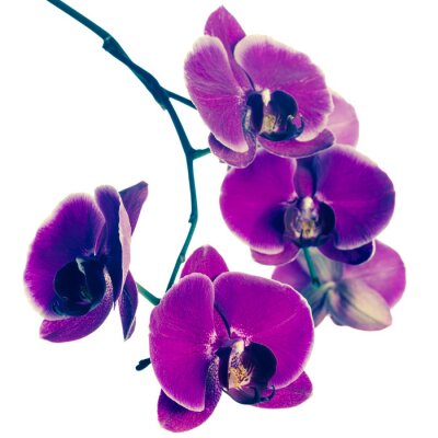 Bloeiende paarse orchidee bloem, phalaenopsis, vintage stijl