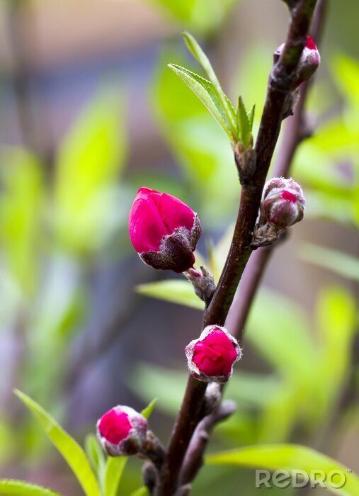 Fotobehang Bloeiende perzikbloemen