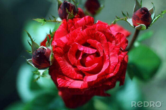 Fotobehang Bloeiende rode roos en knoppen