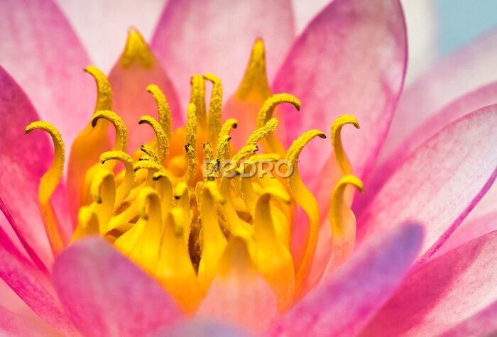 Fotobehang Bloeiende roze bloem close-up