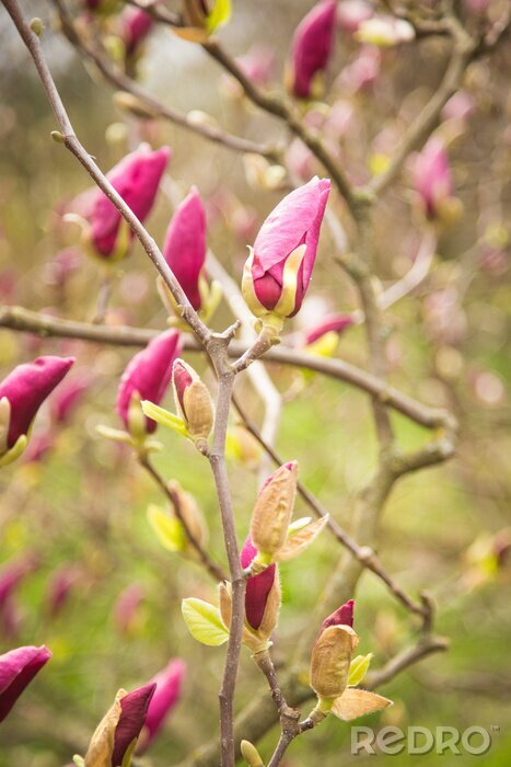 Fotobehang Bloeiende roze magnolia