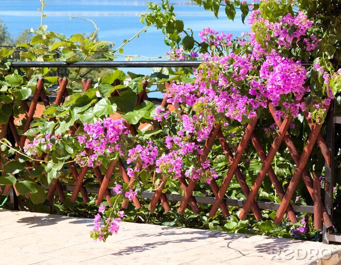 Fotobehang Bloeiende struik en natuur